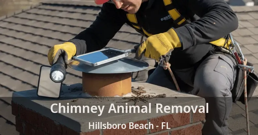 Chimney Animal Removal Hillsboro Beach - FL